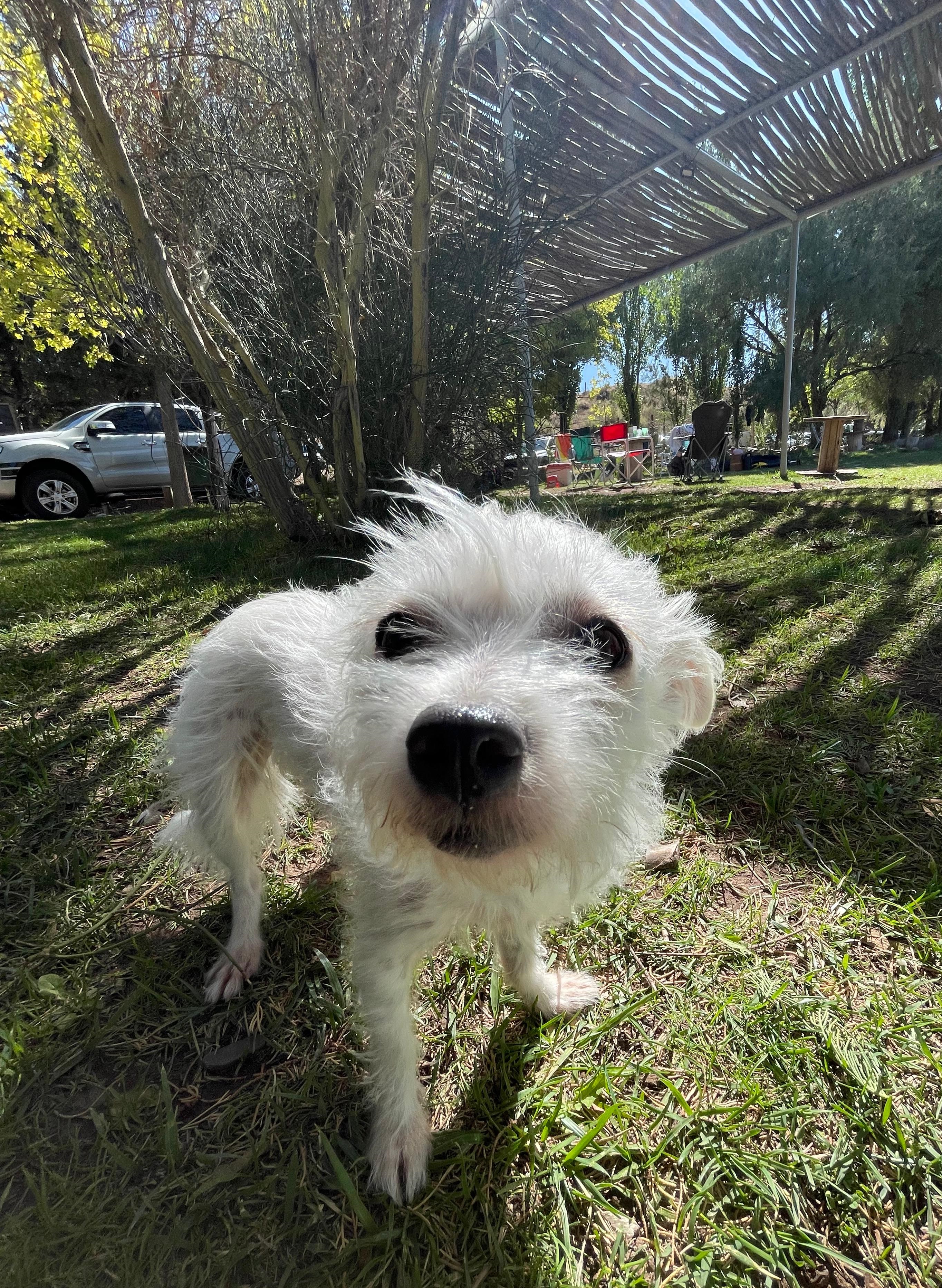 Perro